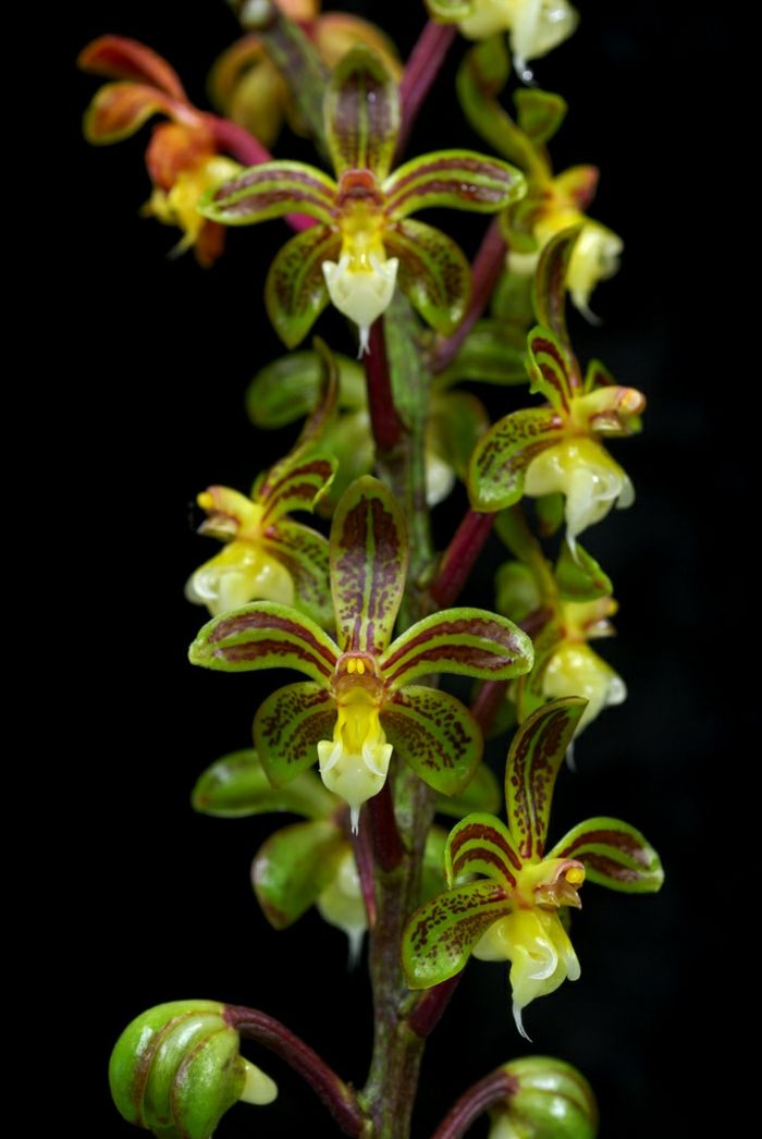 zeleno-in-rjavo-Orhideen vrste