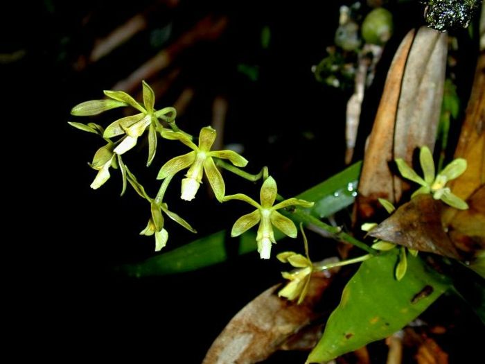 žalia-Orhideen rūšys