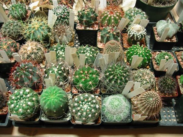 groene-cactus-soorten- zien er heel lief uit