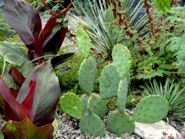 groen-cactussen-moderne-tuin-ontwerp-mooie ideeën