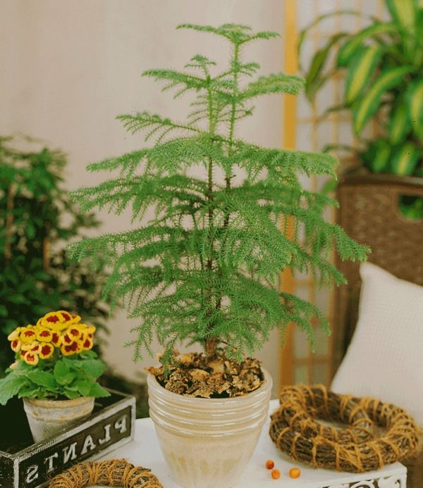 zeleno-außergewönliche-izbové rastliny, spálňa jedľa