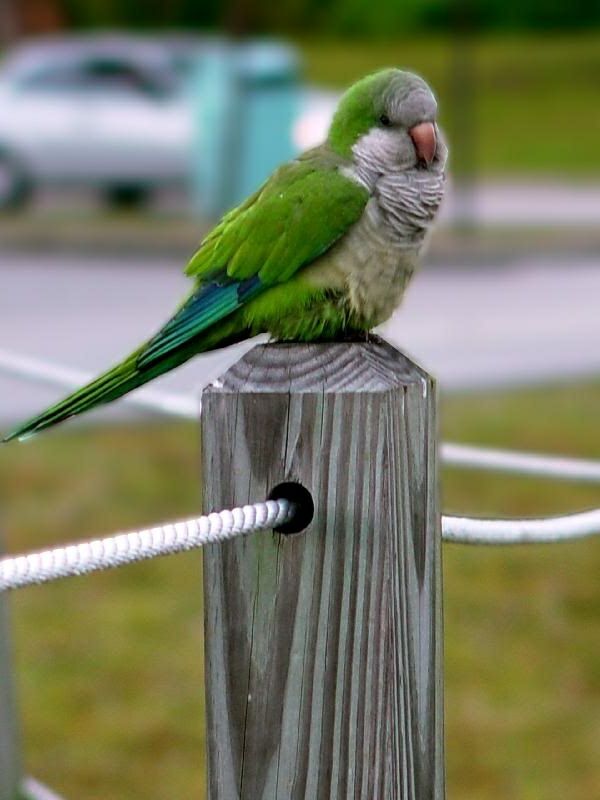 Green Parrot Färgrik papegoja Parrot tapet papegoja