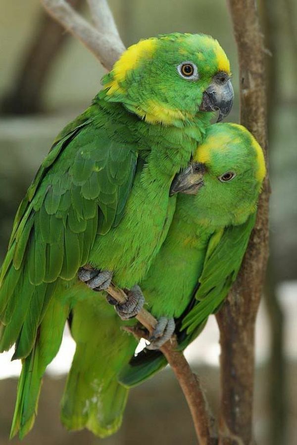Green Parrot Färgrik papegoja Parrot tapet