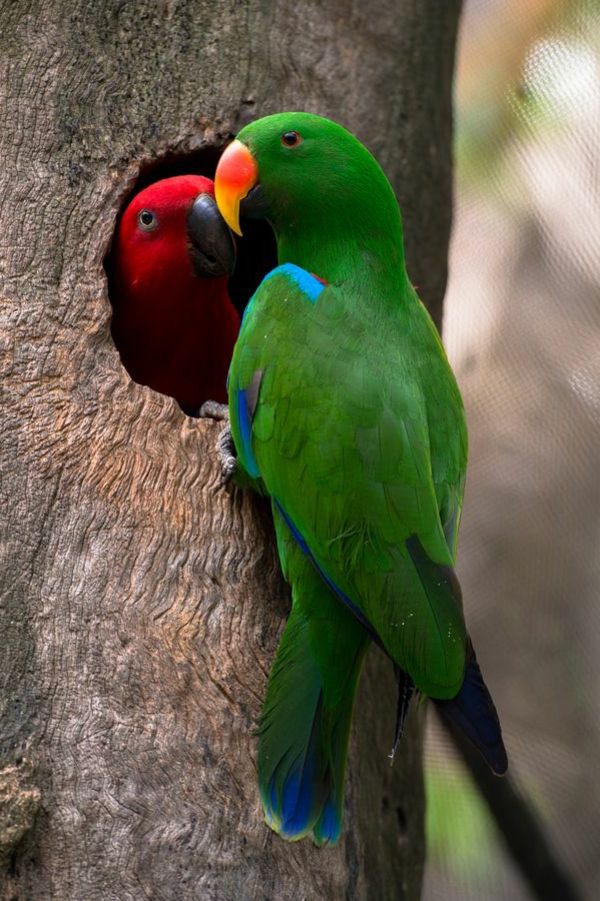 -grüner Parrot Färgrik papegoja Parrot tapet