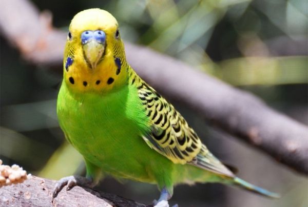 --grüner Parrot Färgrik papegoja Parrot tapet