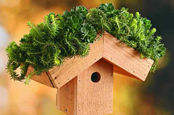 grønn tak-birdhouse-selvbygging-grønn planting