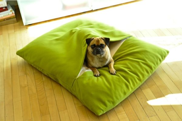 verde câine perna ortopedice - rasa de câini drăguț