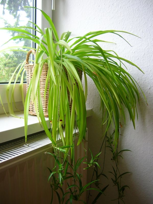 lírio-bonita-planta de casa-a-window