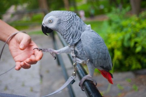 Grey Parrot Parrot-buy di lingua Parrot