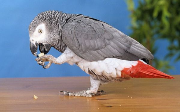 grå papegoja-stora tapeter papegoja tapeter