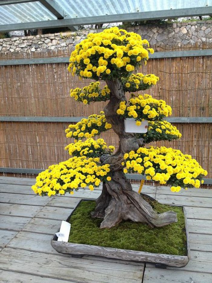 groser Žlté kvety bonsai kvet mach posteľ