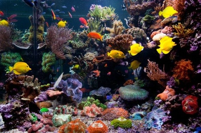 duży i ładny akwarium akwarium Coral-deco-akwarium-make-akwarium-set