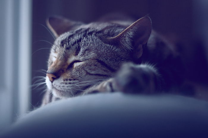 pembe küçük burun ile uyuyan gri kedi - tatlı iyi geceler resimleri