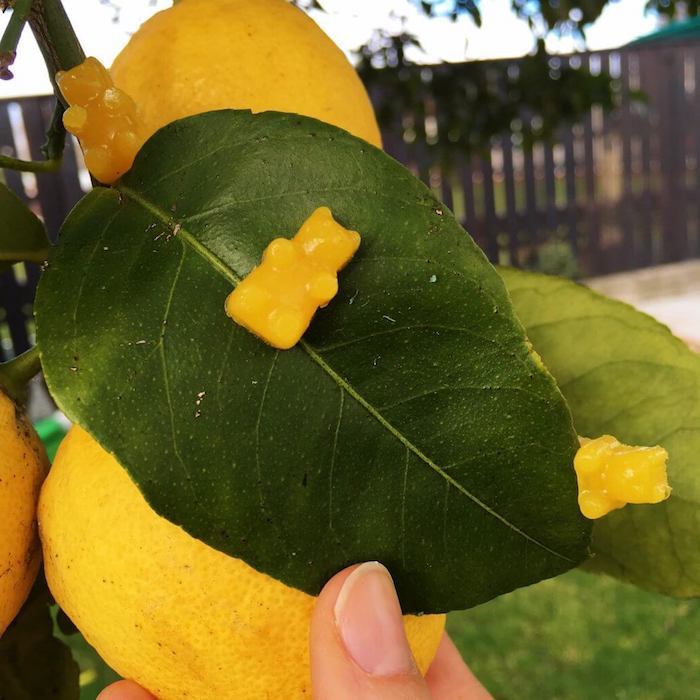Gummy bears gjør sitronsaft i gul farge, dekorere sitrontrær i hagen