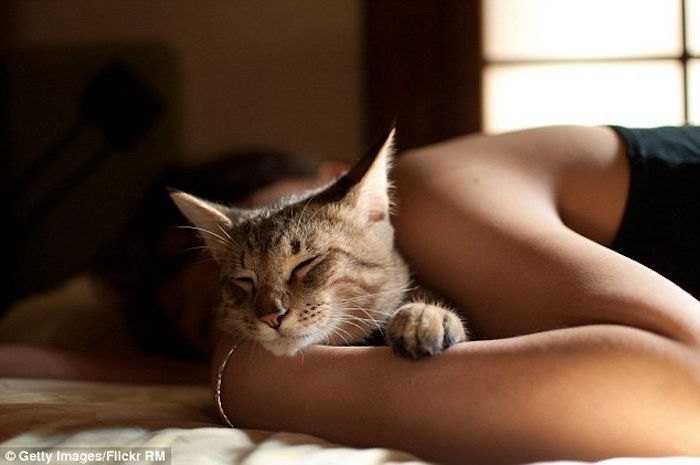 god natt min kjære bilder - en veldig ung sovende kvinne og en grå sovende katt med en liten rosa nese