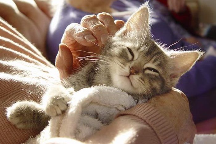 søte godnattsbilder for whatsapp - en liten sovende grå katt med en rosa nese og en ung kvinne