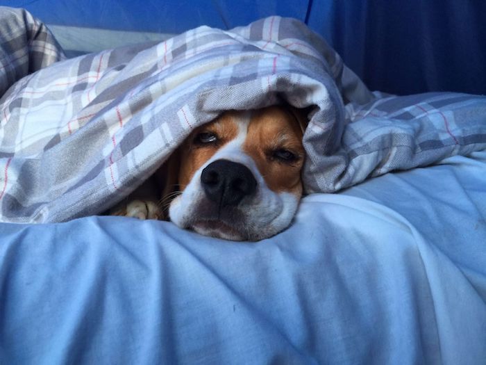 un câine dormește sub o pătură albastră pe o foaie de pat albastru - poze dulci