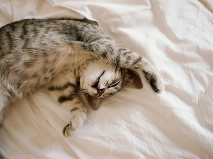 o pisică se trezește în patul proprietarului și se întinde cu poze foarte drăguțe