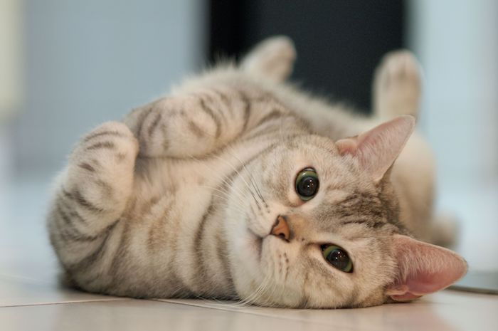 Imagini dulci - o pisică adorabilă sa trezit deja și arată cu ochi verzi verzi