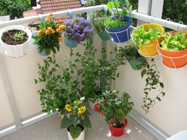 kabinti-balkonpflanzen-Veg-su-balkonu