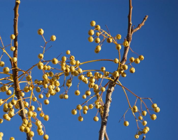 prírodný regenerátor vlasov s malým žltým plodom stromu Zedrach, tmavo modrá obloha