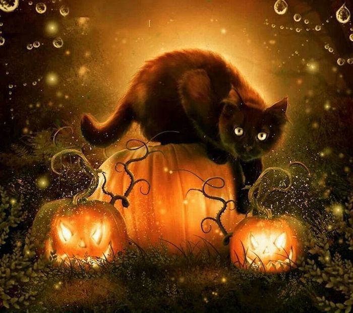 en svart katt og tre gresskar edderkoppen med vanndråper - Halloween bilder