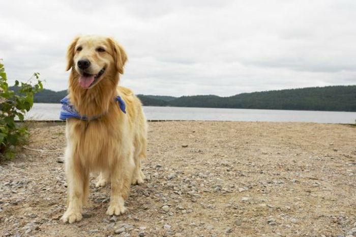 fazzoletto da collo-per-cane-molto-interessante-photo-dog-on-beach