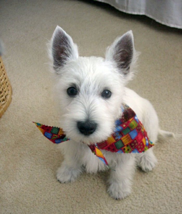 šatka-for-dog-bielo-vlasy krásny pes