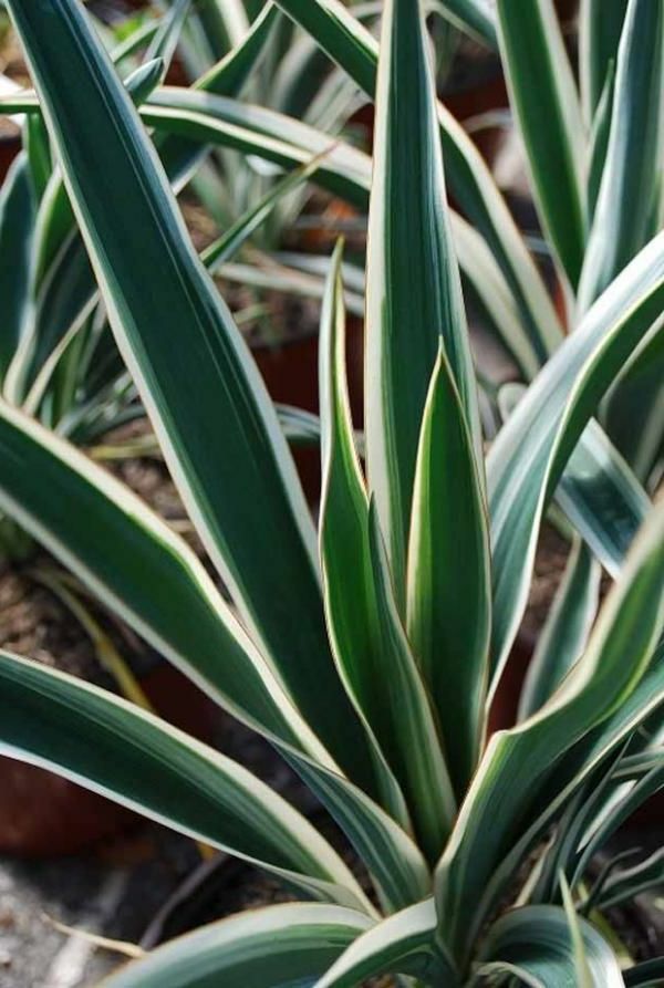 krukväxt-yucca-filamentosa-växt palmen--