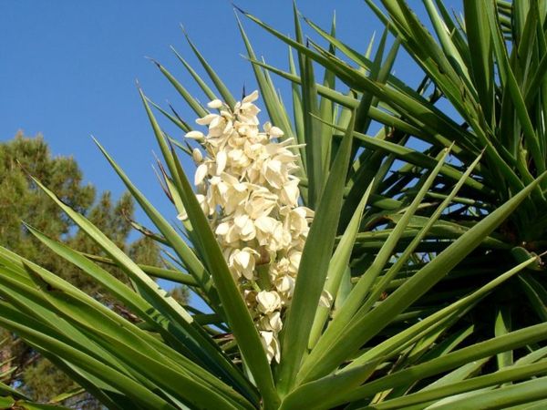 -hauspflanzen-juke-filamentosa-rastlina-palm-