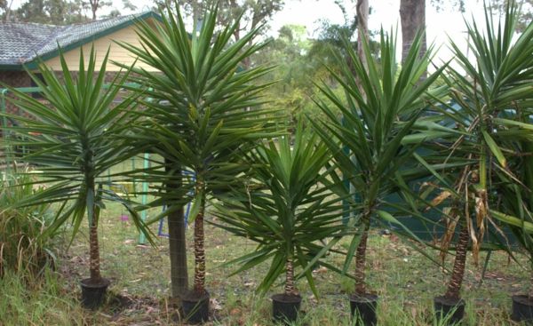 plantas da planta da casa-mandioca-filamentosa-planta-palm-jardim