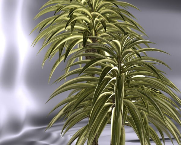 kamerplant-yucca-filamentosa-fabriek-palmen