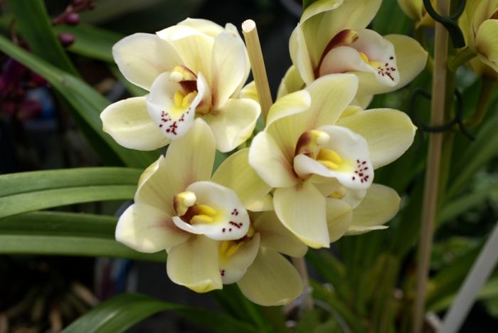 svetlo rumeno-Orhideen vrste