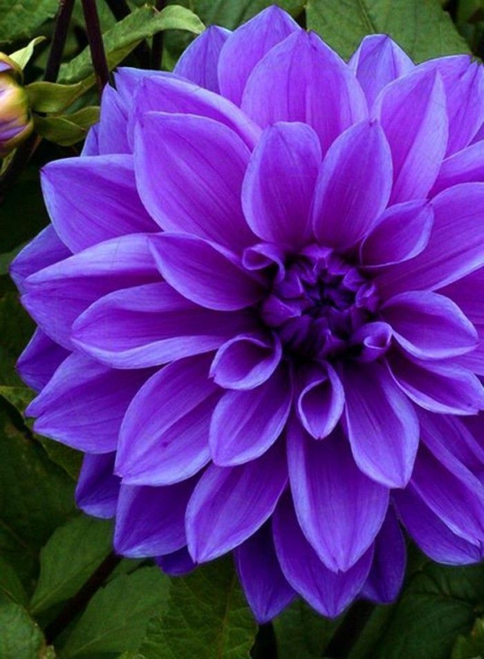 frumos violet floare-Dahlia Cina Placă