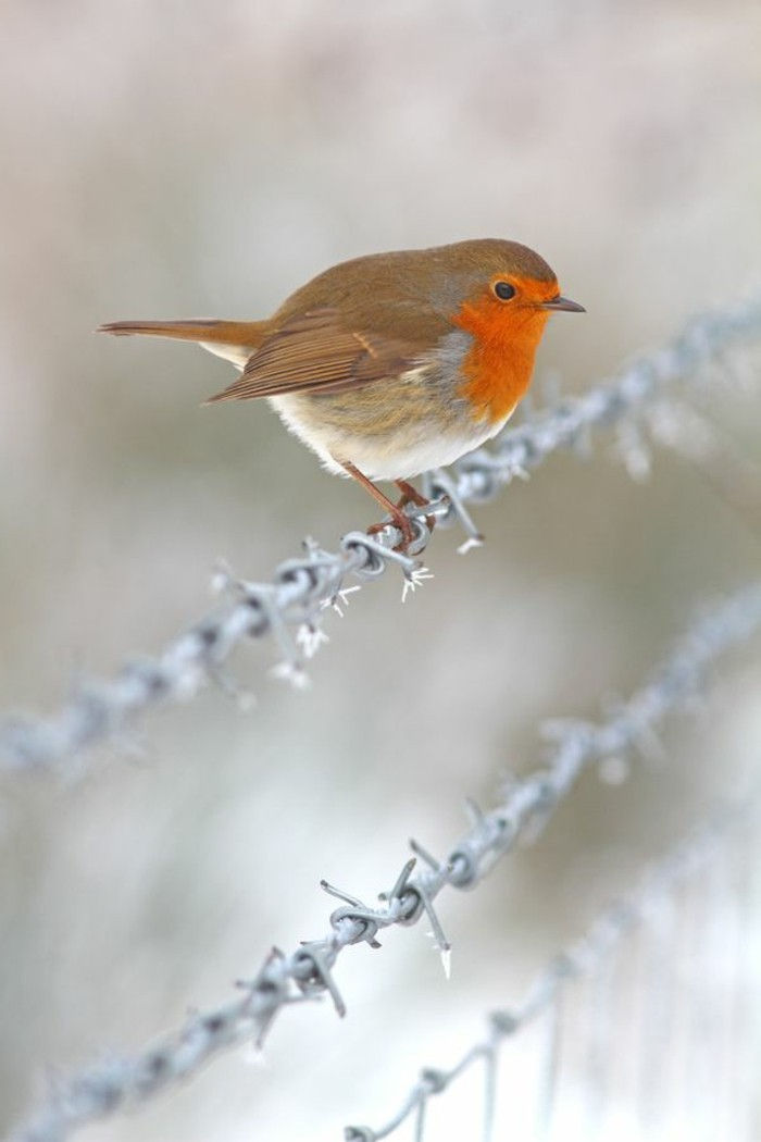 vakre Vinterbilder Birds on-the-piggtråd