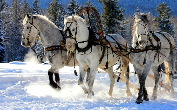 foto lindo cavalo-de-neve