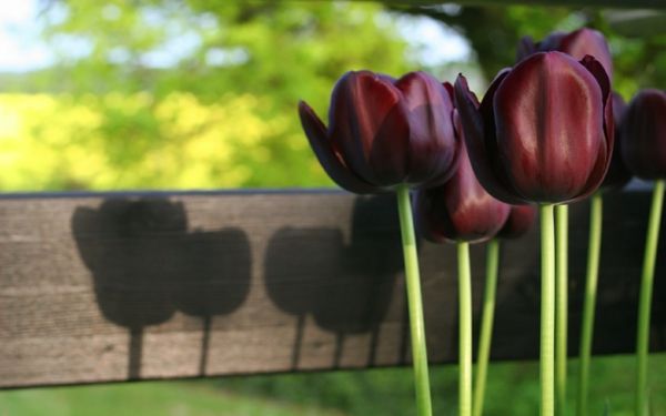 nádherný foto-of-black-tulipánov