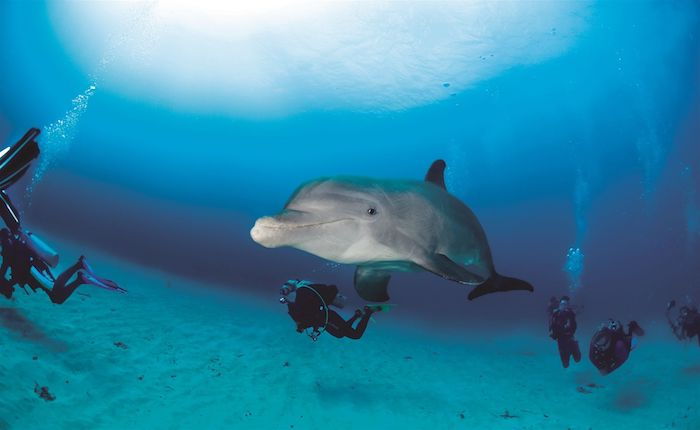 Ora vi mostriamo una foto con alcune persone fluttuanti e un grande delfino grigio e nuotare e un'acqua blu - ottima idea per le immagini dei delfini a tema