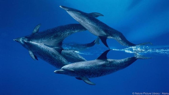 un'altra idea per le immagini a tema con i delfini fluttuanti - ecco due grossi delfini grigi nel mare con un'acqua blu