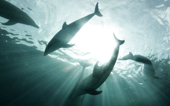 Keturi pilki ir labai aukšti delfinai, plaukiojantys jūroje, - dar viena puiki idėja delfinų nuotraukoms