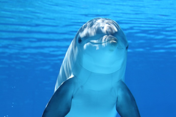 Vis dėlto gražus vaizdas su plaukiojančiu delfinu jūroje su mėlynu vandeniu - į paveikslėlį delfinų tema