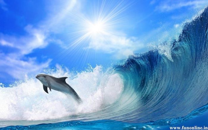 puiki delfinų nuotrauka, kuri jums gali patikti - čia yra delfinas, didelės bangos, mėlynas vanduo ir saulė