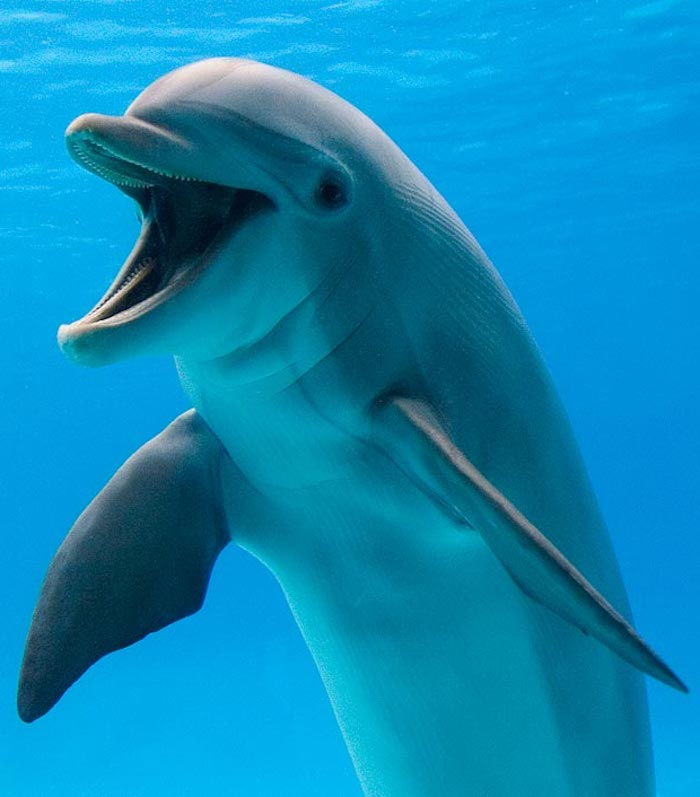 Pažiūrėkite į šį paveikslėlį su plaukiojančiu pilku šokiu didžiu delfinu baseine su mėlynu vandeniu - delfinų paveikslėlius