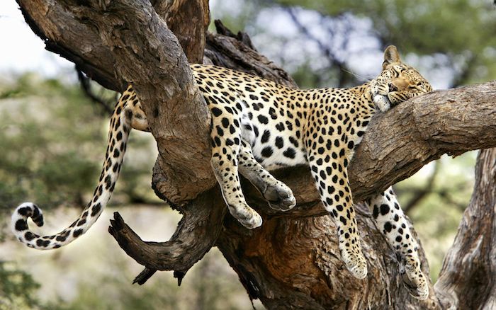 un leopard mare de dormit galben și un copac cu frunze verzi - poze bune de noapte pentru ceea ce face