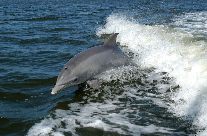 Her finner du en grå delfin som hopper over havet med et blått vann - flott ide for temaet delfinbilder, som du virkelig kan glede deg over