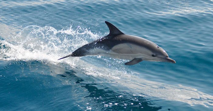 Vi rekommenderar dig att ta en titt på den här bilden - här hittar du en stor grå delfin hoppa över det blå havet i havet