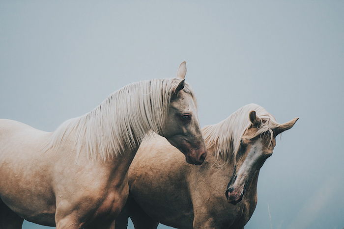 Şimdi, siyah gözlü, mavi gözlü ve beyaz, uzun, mane ile iki vahşi kahverengi atla güzel bir at resmi gösteriyoruz.