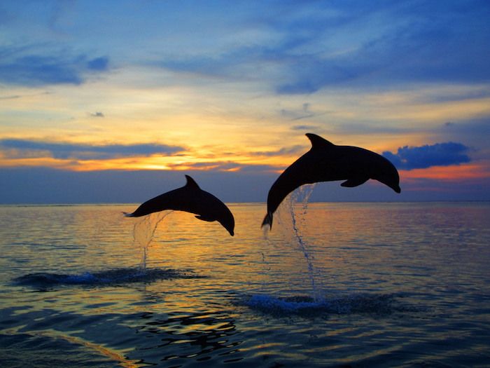 Nå viser vi deg to svarte store delfiner i solnedgangen og hopper over det blå vannet og havet