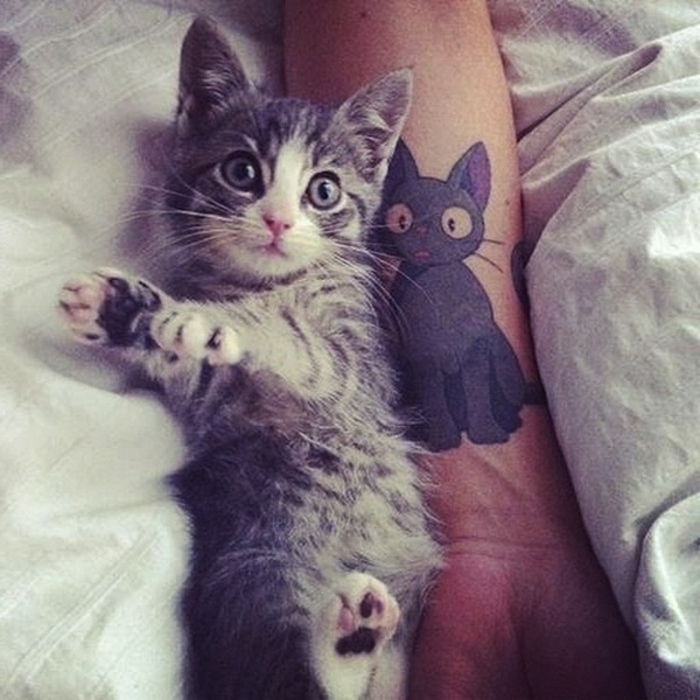 Iată o mână cu un tatuaj de pisică și o pisică drăguță, gri, cu ochi verzi și cozi lungi albe