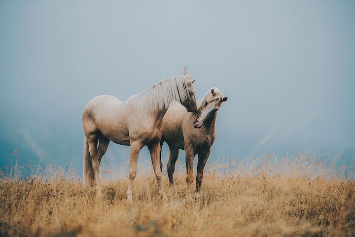 Idea na téma ocenenia koní a kôň - tu nájdete dve bozkávanie hnedé, divoké kone s modrými a čiernymi očami a žltú trávu